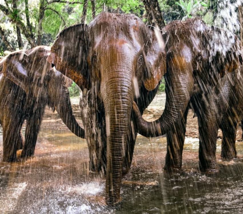 Unforgettable Elephant Day Trip in Chiang Mai - Aleenta Retreat Chiang Mai