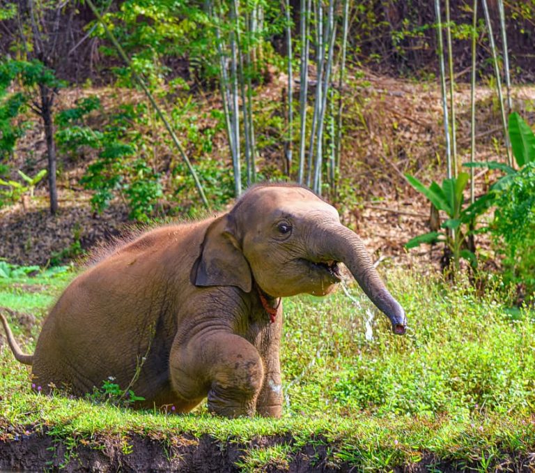 Child Friendly Things to Do in Chiang Mai - Aleenta Retreat Chiang Mai