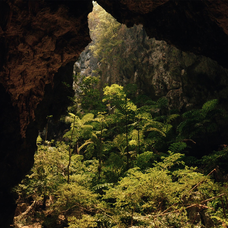 Nature Featured image