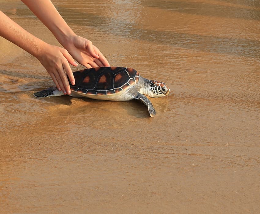 Thai Muang Turtle Sanctuary Experience - Aleenta Phuket - Phang Nga Resort & Spa